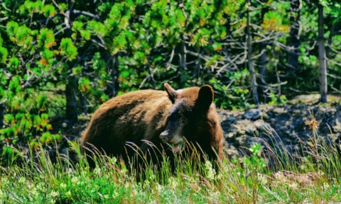 Bears are often seen along the route eating vegetation