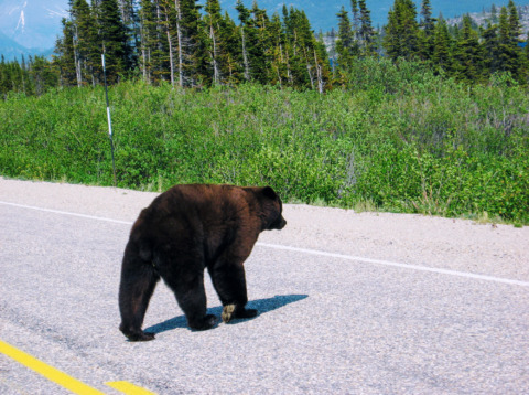 Bear Crossing!