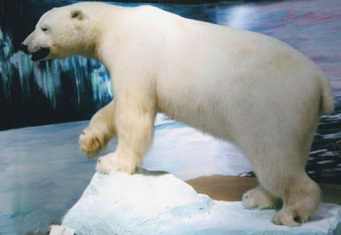 Large polar bear