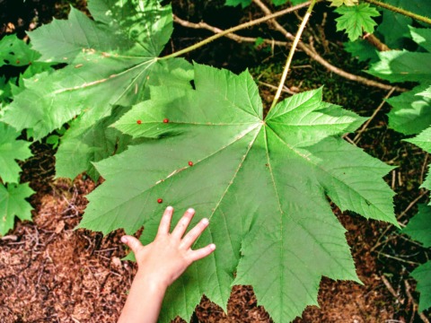 Temperate rainforest star, the Devil's Club. Learn lots about local nature on the hike