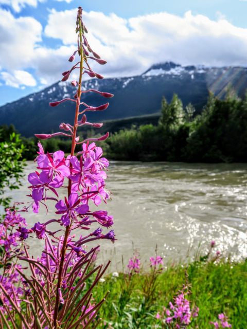 Fireweed and Face Mountain
