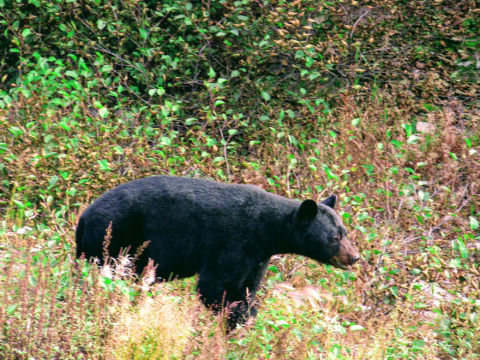 Black bear sighting