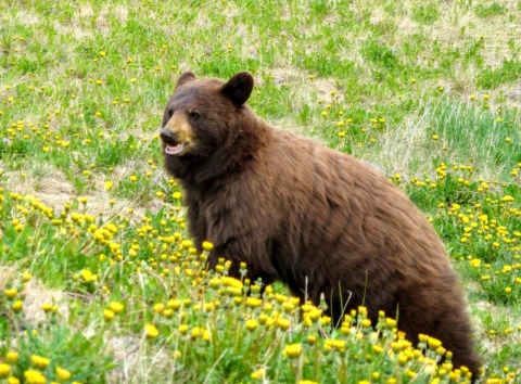 Bear sightings (May and June most common) when they are eating roadside vegetation
