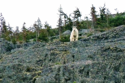 Mountain goat above the highway