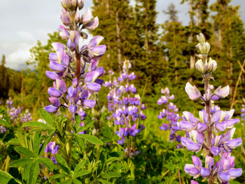 Lupine-early summer wildflower