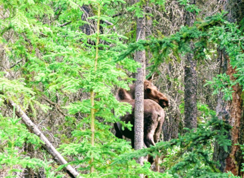 Occasionally we spot a moose