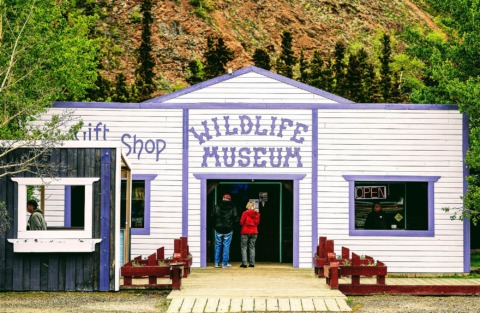 Impressive Wildlife Taxidermy museum