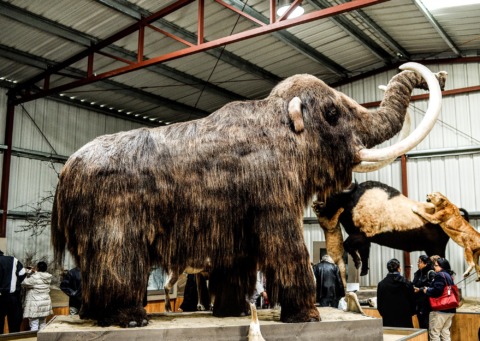 Wooly Mammoth recreation