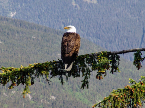 See Bald Eagles in Nature