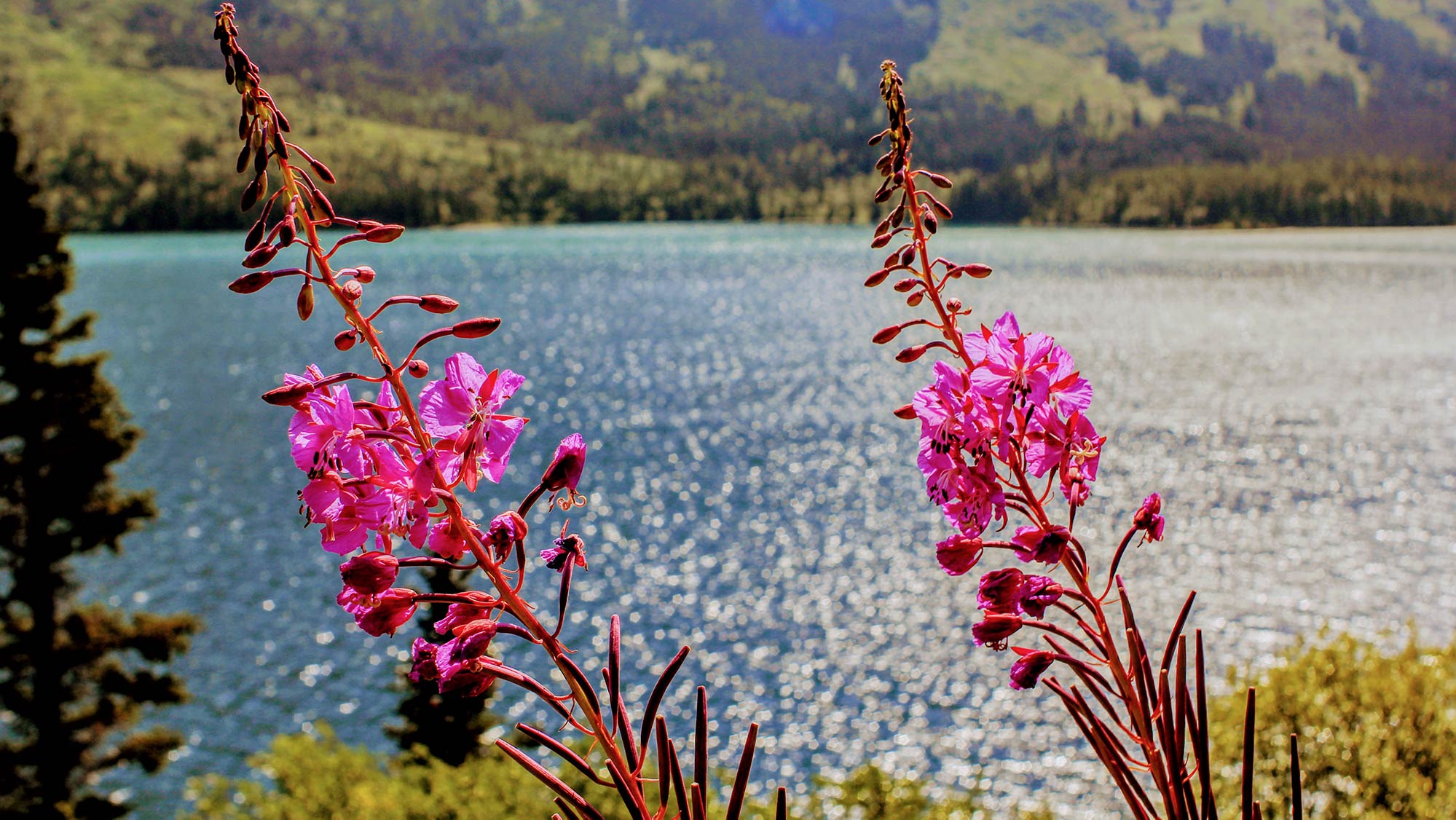 Fireweed wildflower in full bloom