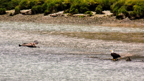 Eagles fishing at the mouth of the Taiya River